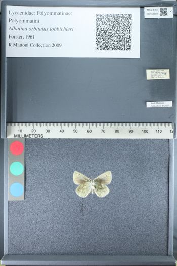 Media type: image;   Entomology 154881
